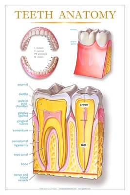 "TEETH ANATOMY" - (white) Dental Wall Chart DWC104