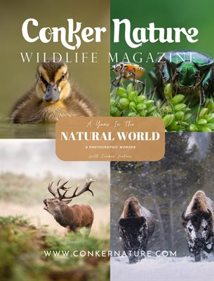 December / January 2022: A Year In The Natural World - Special Edition